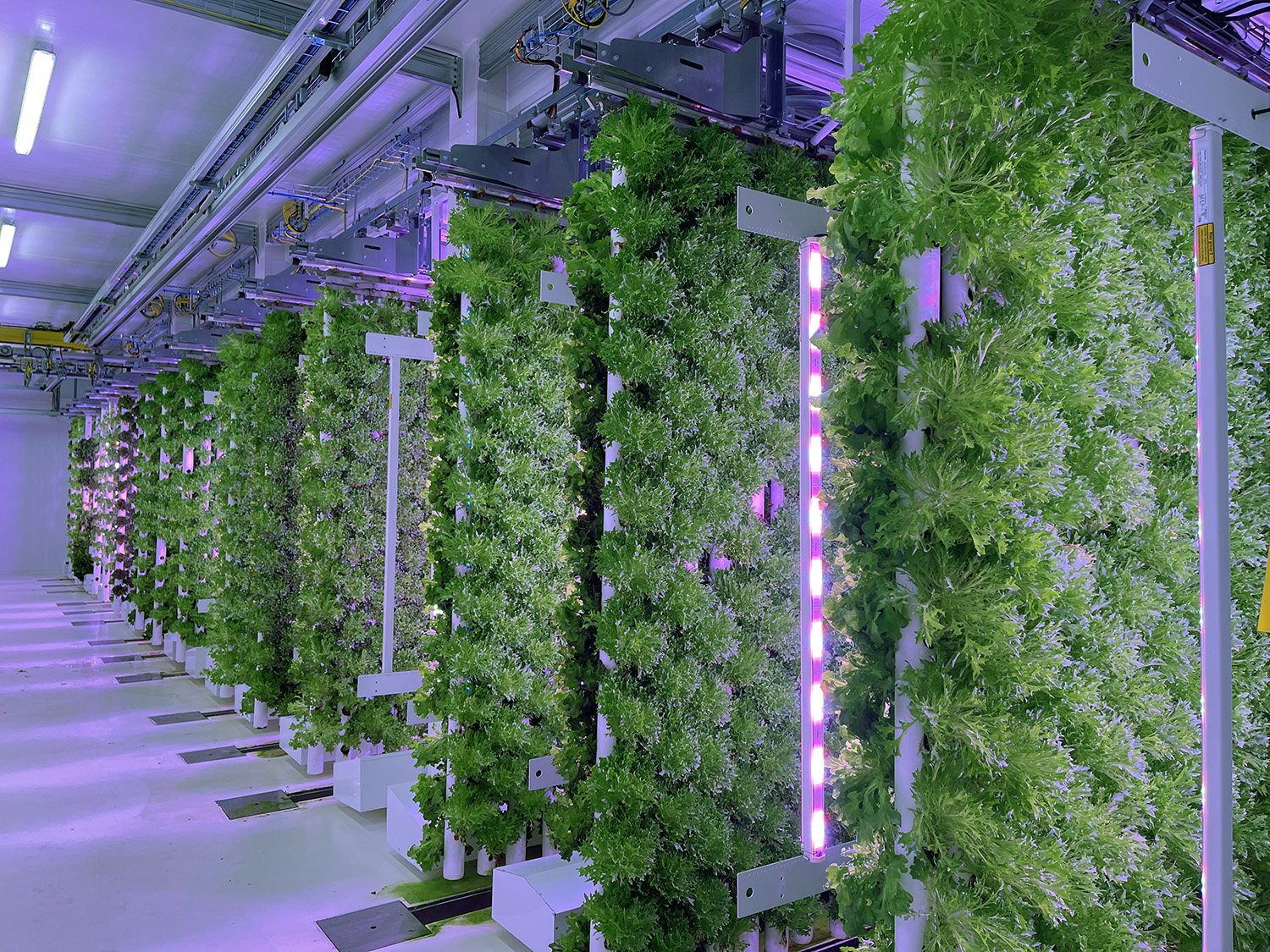 Odlingstorn i lila belysning hos vertical farming