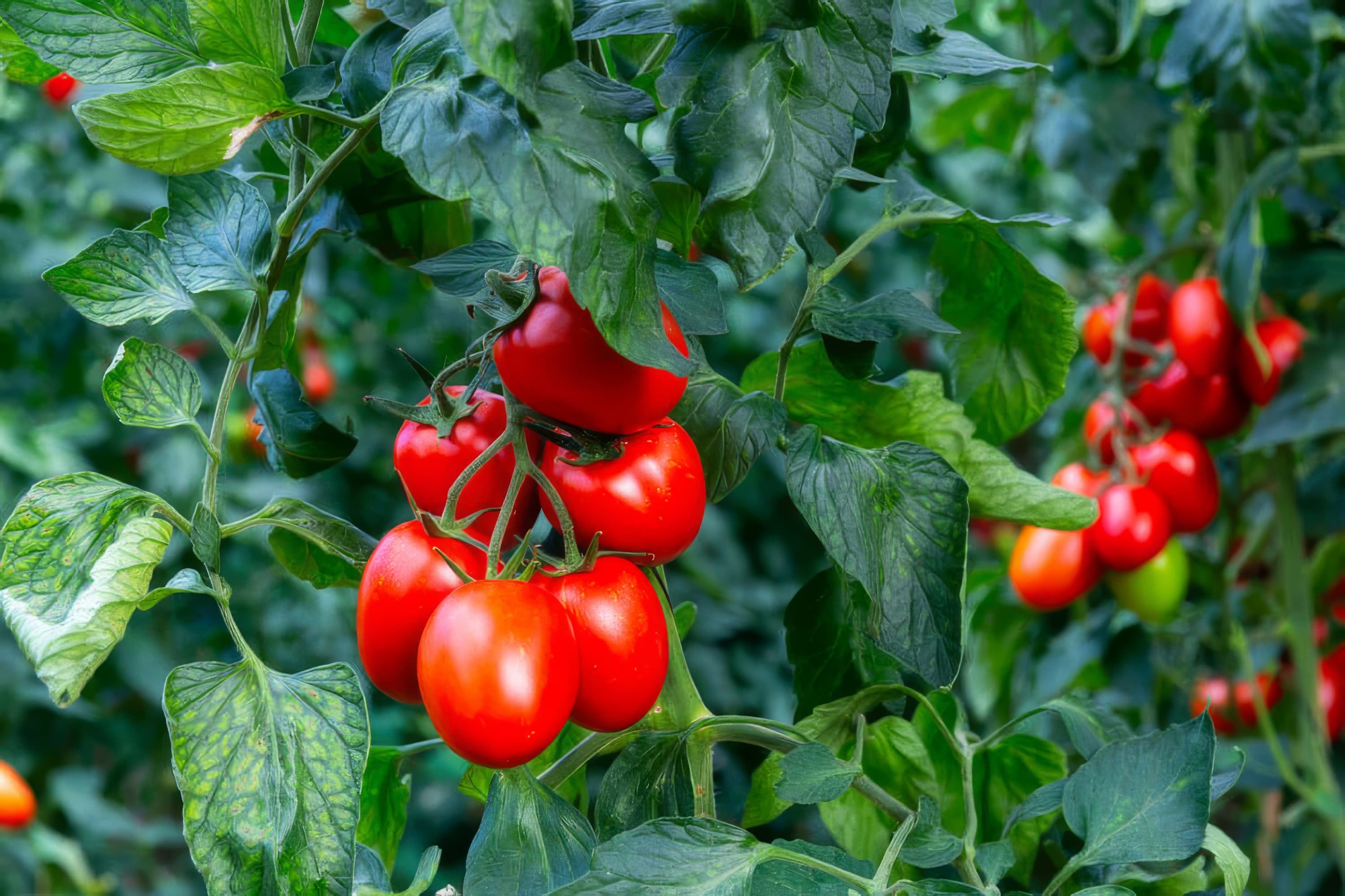 Tomatplantor med mogna tomater