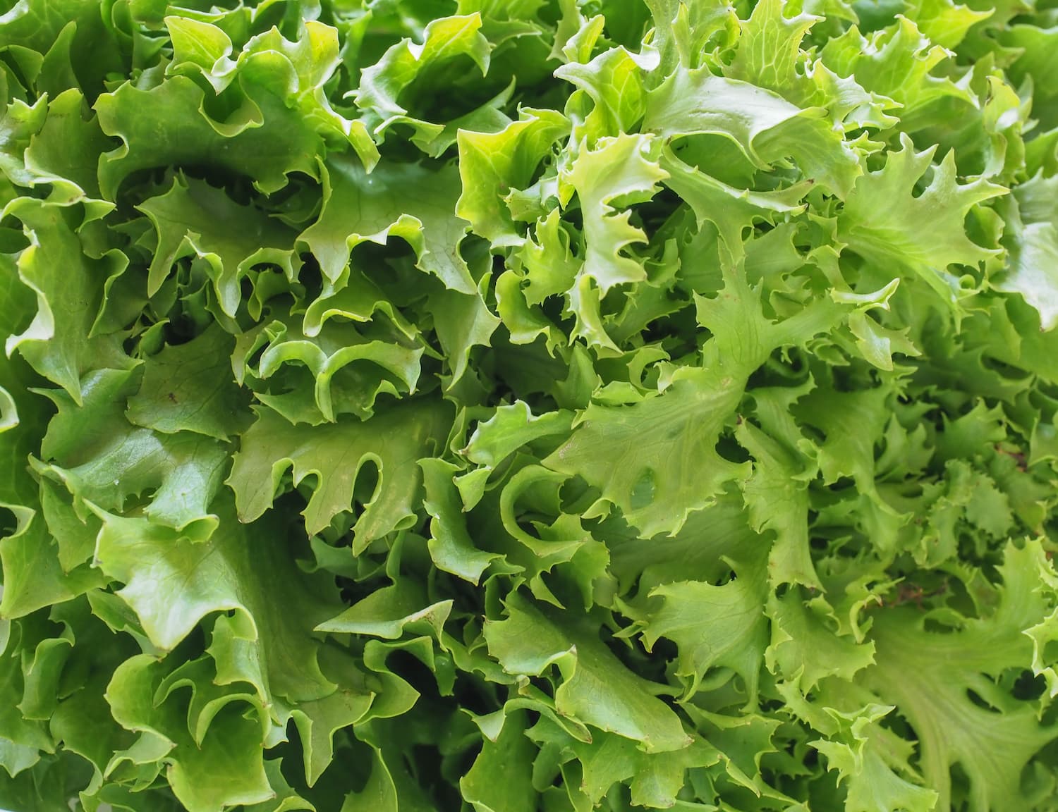 Grön sallad i närbild