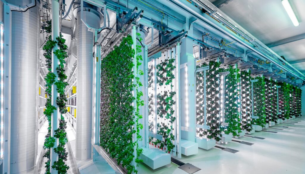 Växtväggar i anläggning för vertical farming