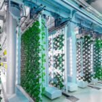 Växtväggar i anläggning för vertical farming